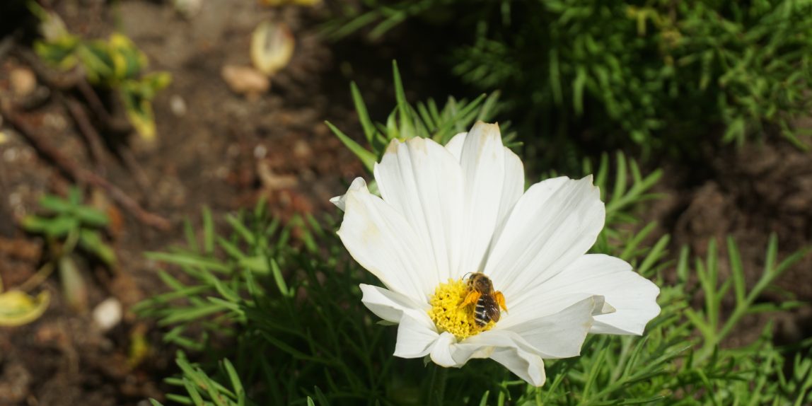 Honigblume